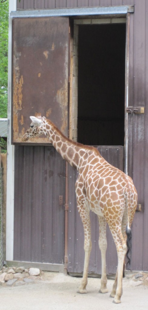 Giraffe Door
